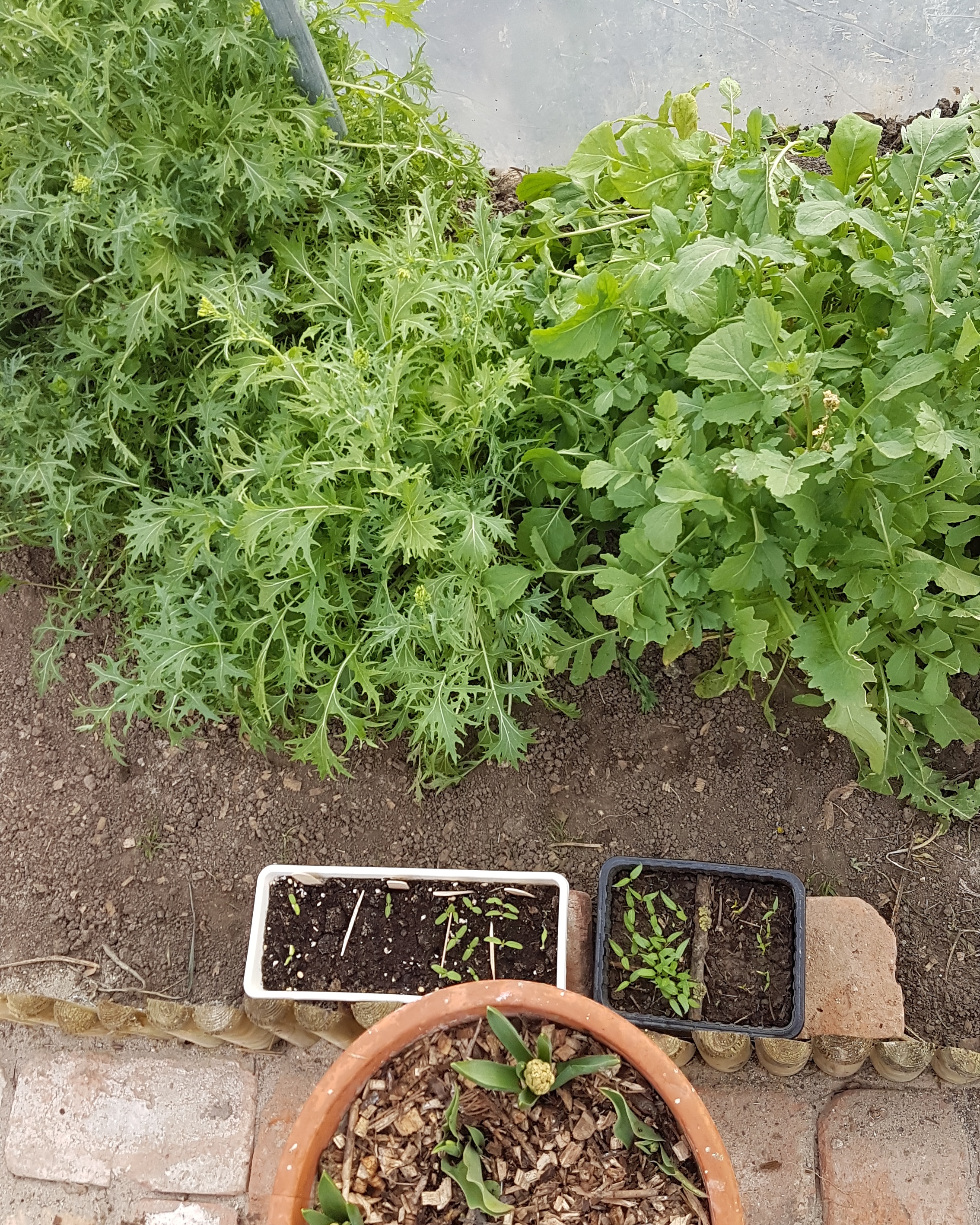 Tél alá vetés kertifóliában