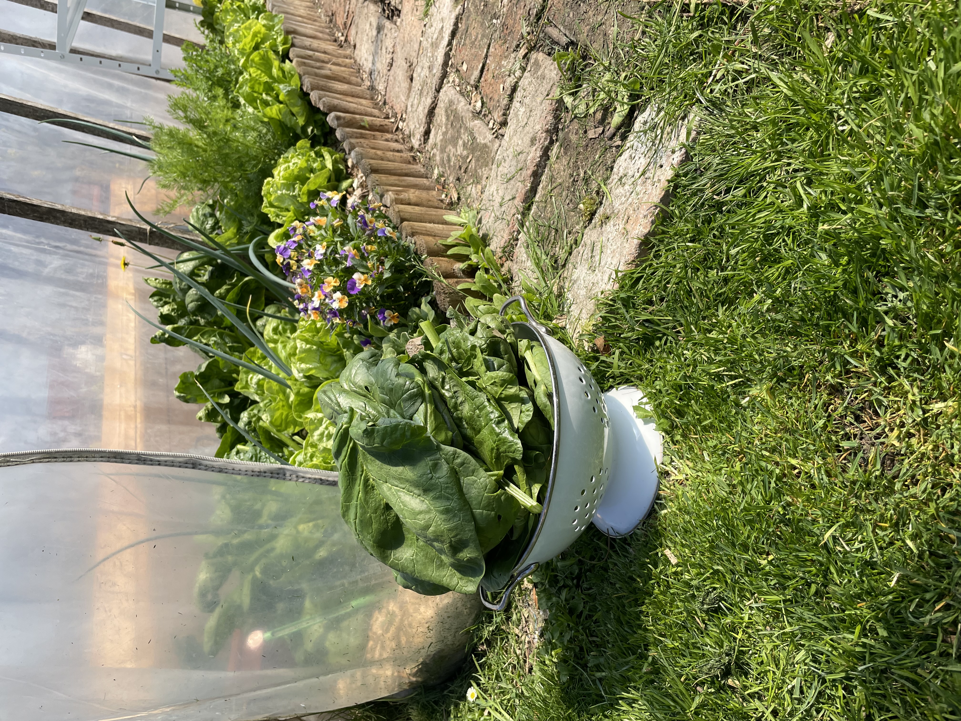 Tél alá vetés kertifóliában