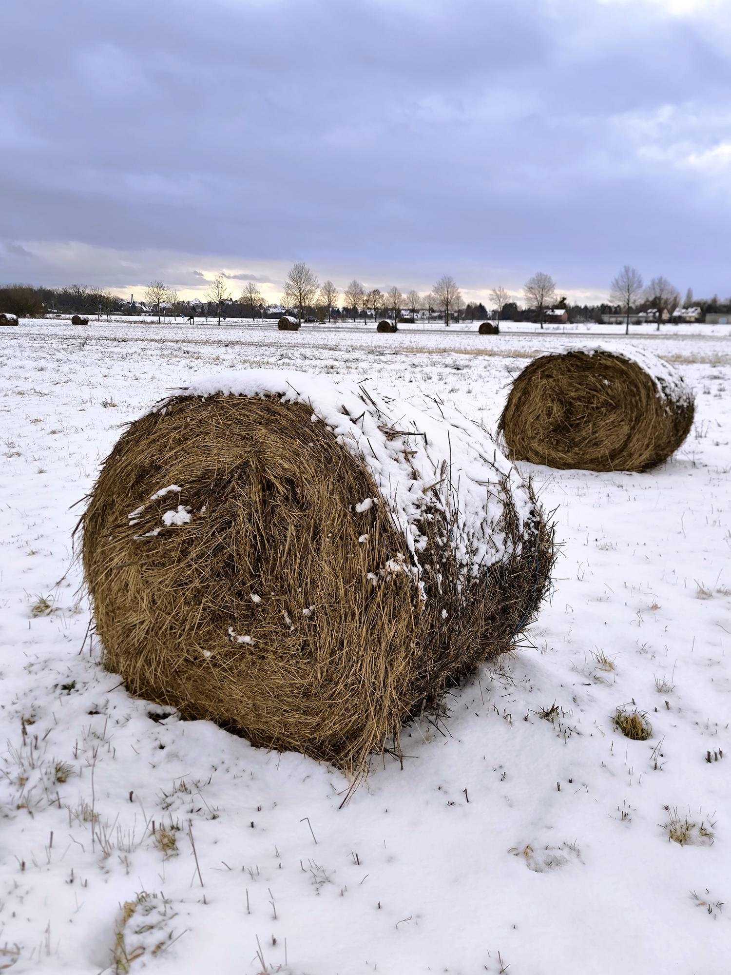 Romló szénabálák professzionális tárolás nélkül