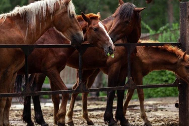 Lótakarmányok az igényes lótartók számára