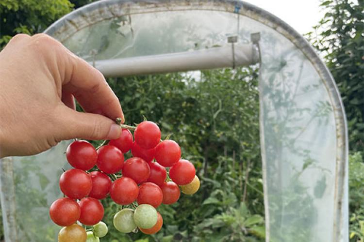 Kertifólia - Richel