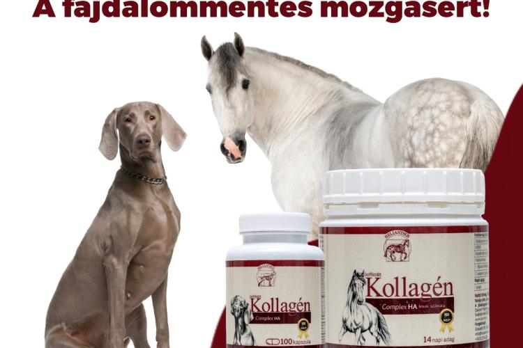Helianthus kollagén lovaknak és kutyáknak
