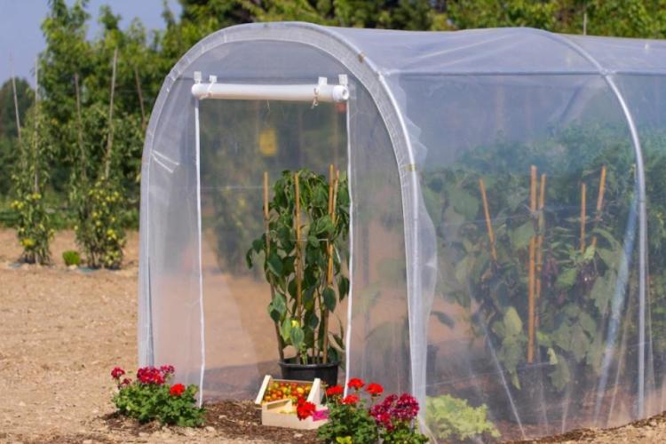 Kertifólia,a fóliák királya