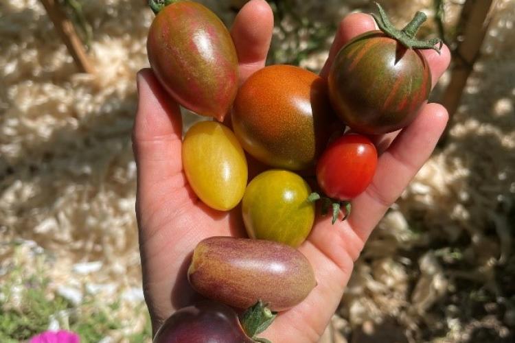 Paradicsomtermesztés kertifóliában