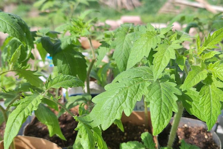 Paradicsomot a kertifóliából