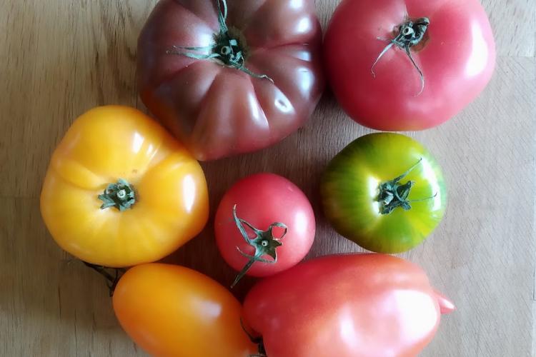 Paradicsomot a kertifóliából