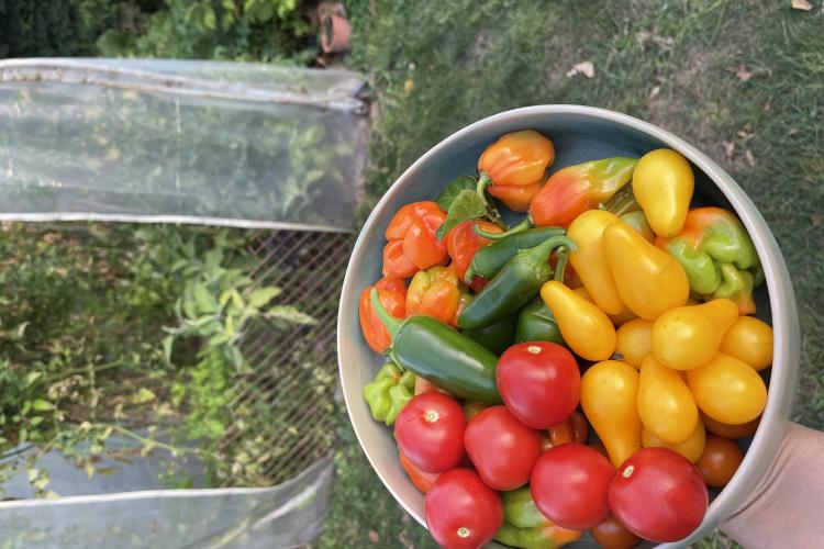 Paradicsomok a Kertifóliából