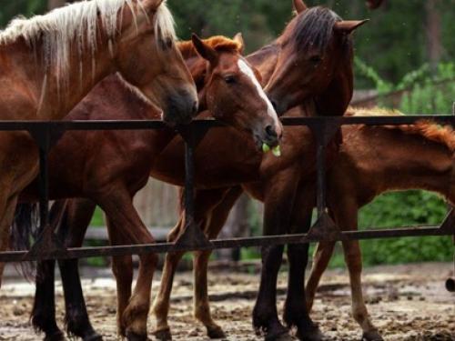 Lótakarmányok az igényes lótartók számára