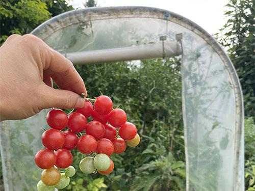 Kertifólia - Richel