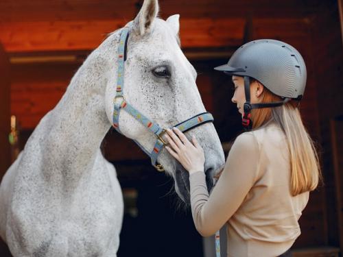 Helianthus lótakarmányok, növényi olajok