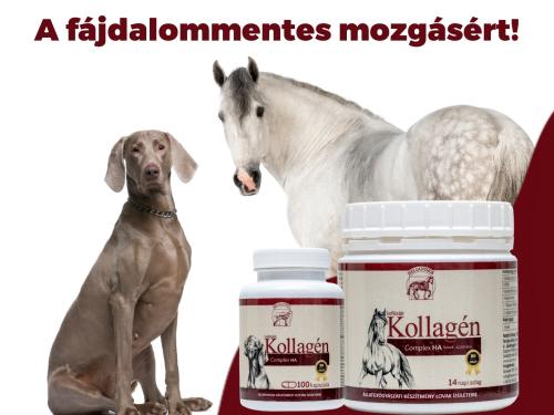 Helianthus kollagén lovaknak és kutyáknak