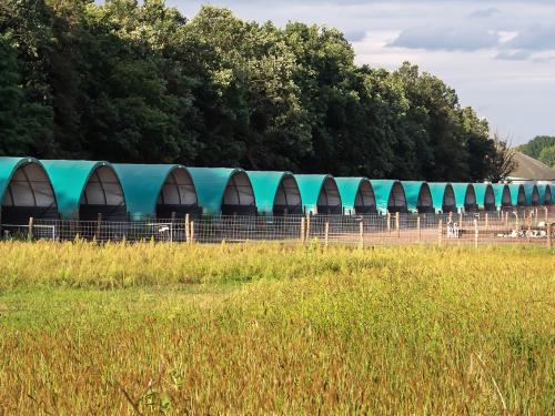 Sheéterall borjúnevelő sátor