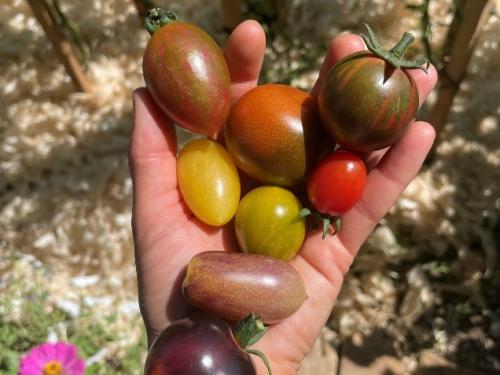 Paradicsomtermesztés kertifóliában