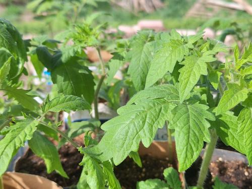 Paradicsomot a kertifóliából