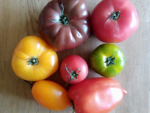 Paradicsomot a kertifóliából