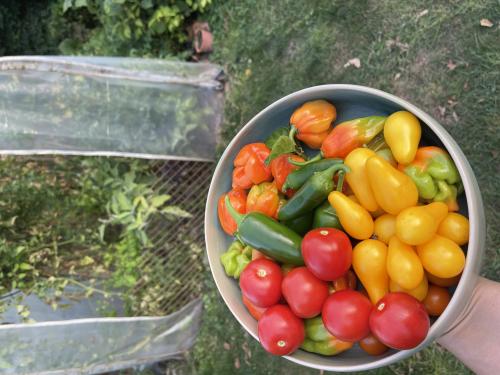 Paradicsomok a Kertifóliából