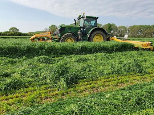 Takarmány betakarítás Tisztabereken, ELHO gépekkel