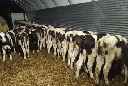 Shelterall borjúnevelő sátor