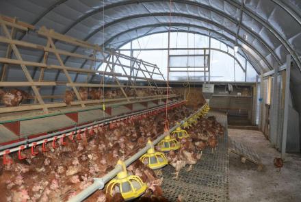 Baromfitartó sátor